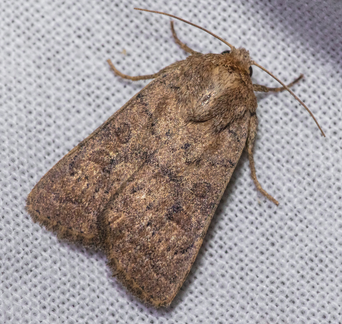 Hoplodrina octogenaria - barna selymesbagoly
