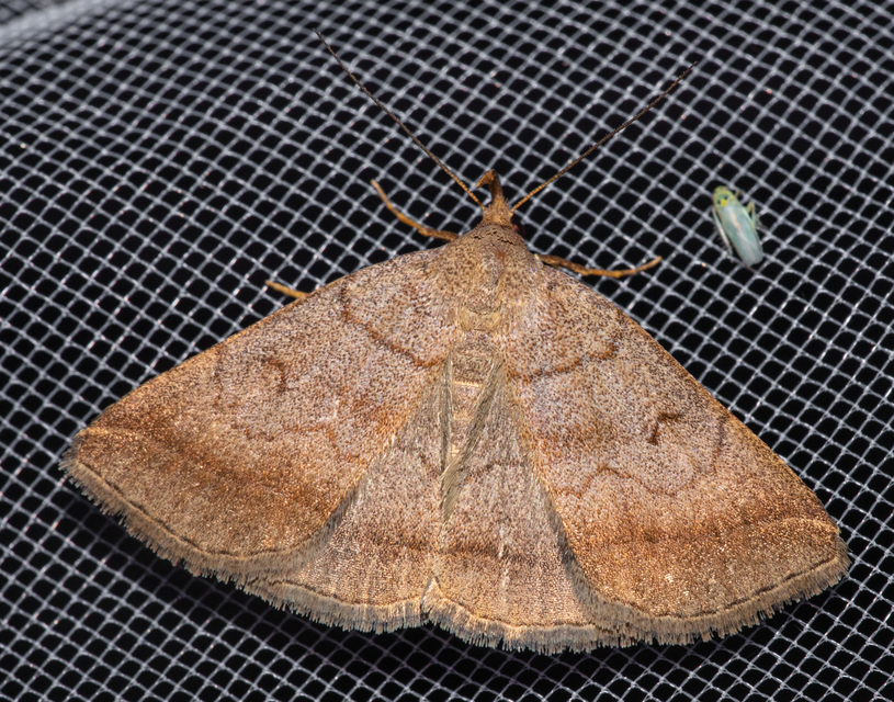 Zanclognatha lunalis - pelyheslábú karcsúbagoly