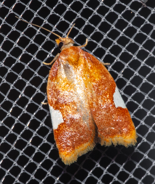 Acleris holmiana - fehérfoltos levélmoly