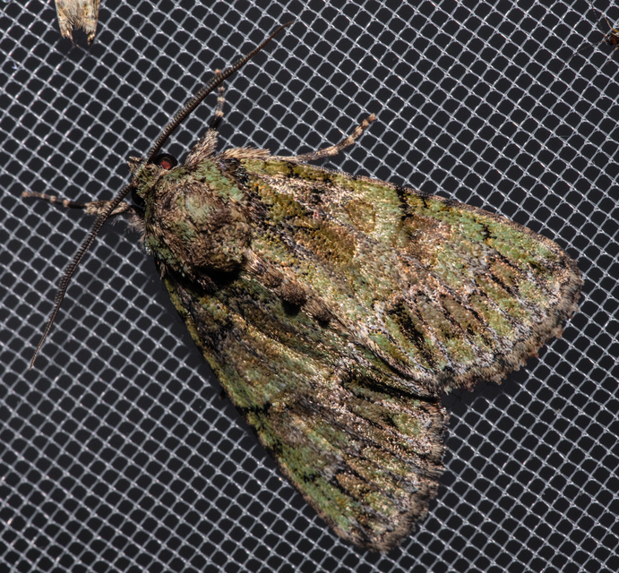 Polyphaenis sericata - selyemfényű erdeibagoly