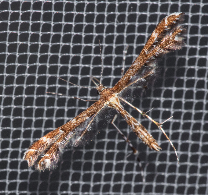 Pterophoridae - tollasmolyfélék