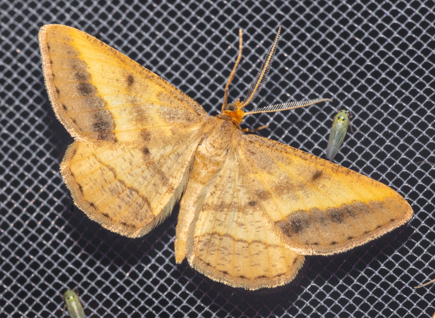 Tephrina arenacearia - lucerna-araszoló