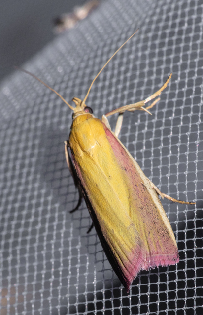 Oncocera semirubella - lucernamoly