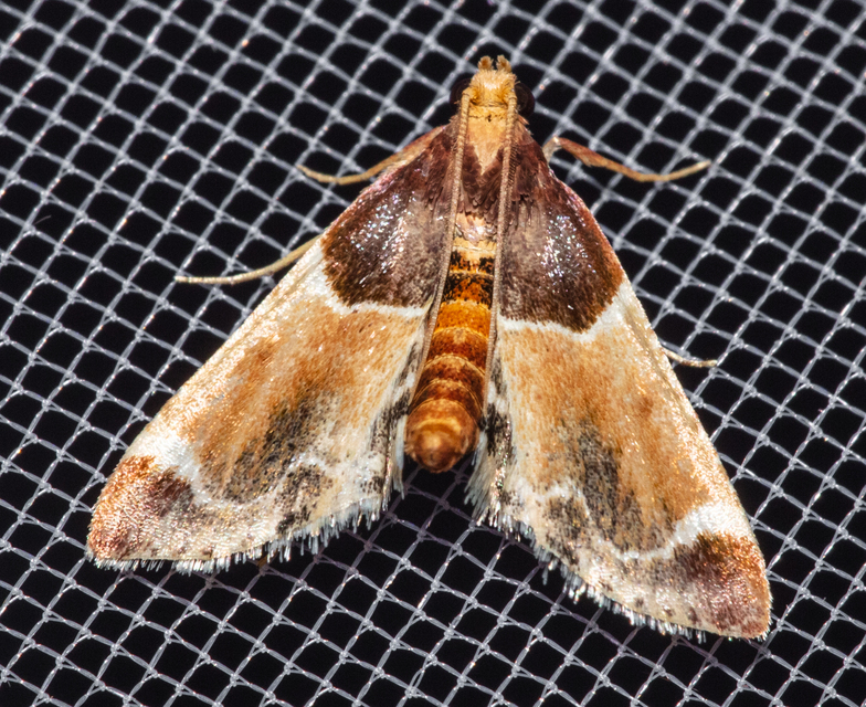 Pyralis farinalis - lisztilonca