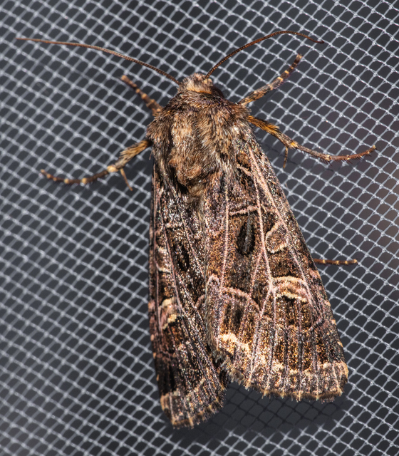 Heliophobus reticulata - fehéreres kertibagoly