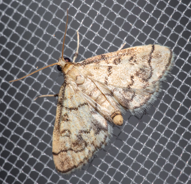 Metasia ophialis - kígyósávos tűzmoly