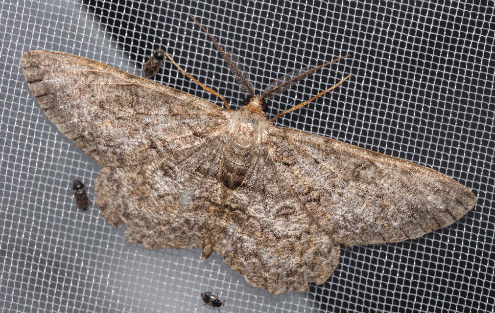 Hypomecis punctinalis - pettyes faaraszoló