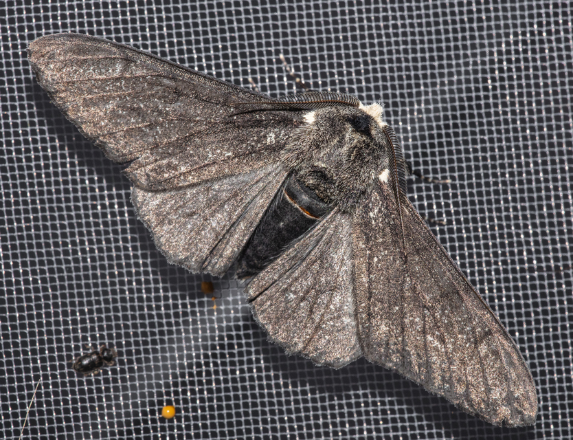 Biston betularia - szürkepettyes araszoló