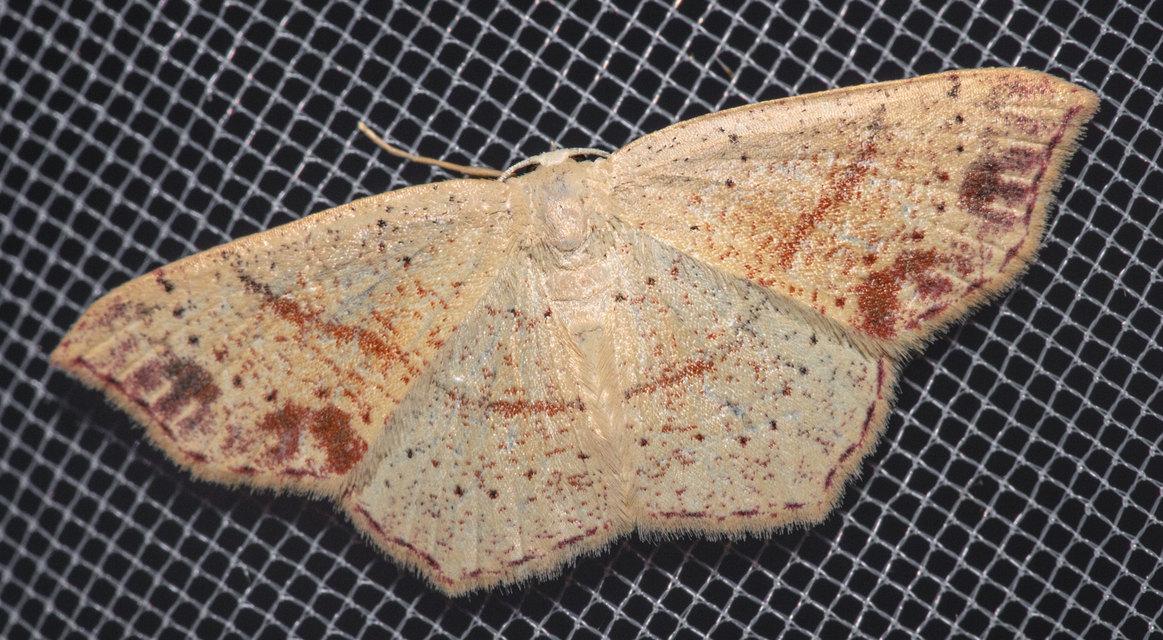 Cyclophora punctaria - sávos pettyesaraszoló