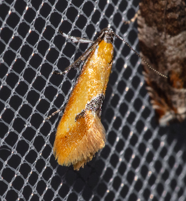 Batia internella/lambdella