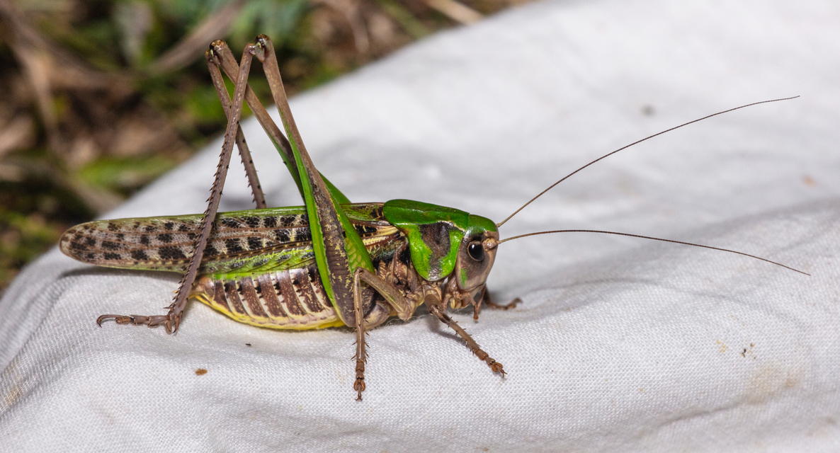 Decticus verrucivorus - szemölcsevő szöcske