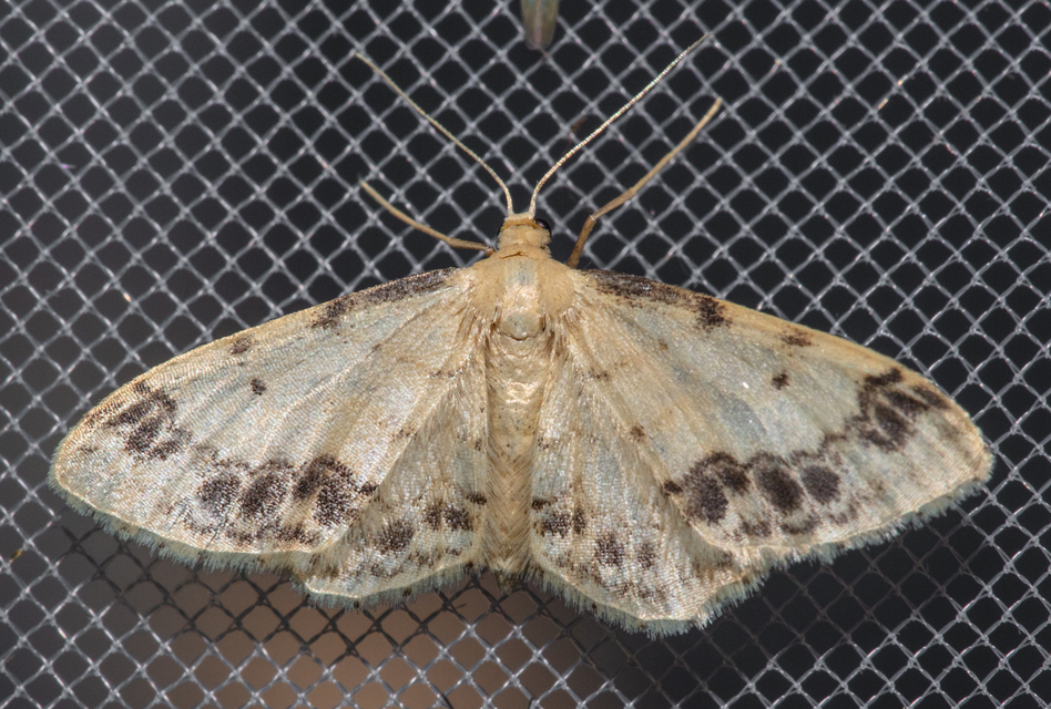 Idaea trigeminata - csúcsfoltos apróaraszoló