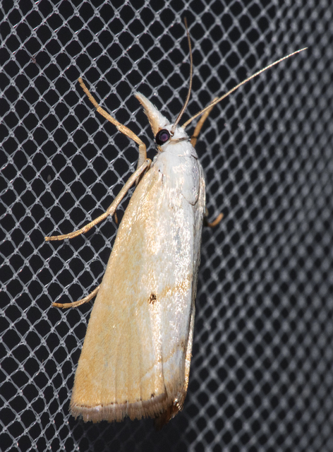 Xanthocrambus saxonellus - sárga fűgyökérmoly