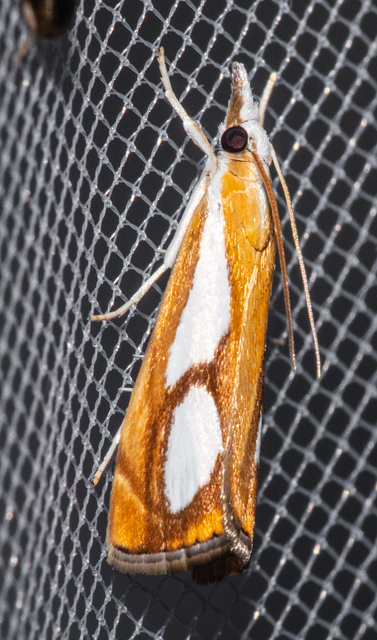 Catoptria pinella - ezüstös fűgyökérmoly