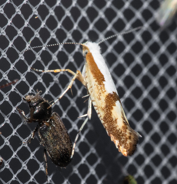 Argyresthia