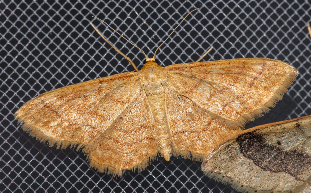 Idaea rufaria - vörhenyes sávosaraszoló