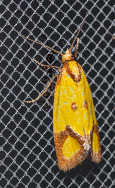 Agapeta zoegana - barnacsíkos sárgamoly