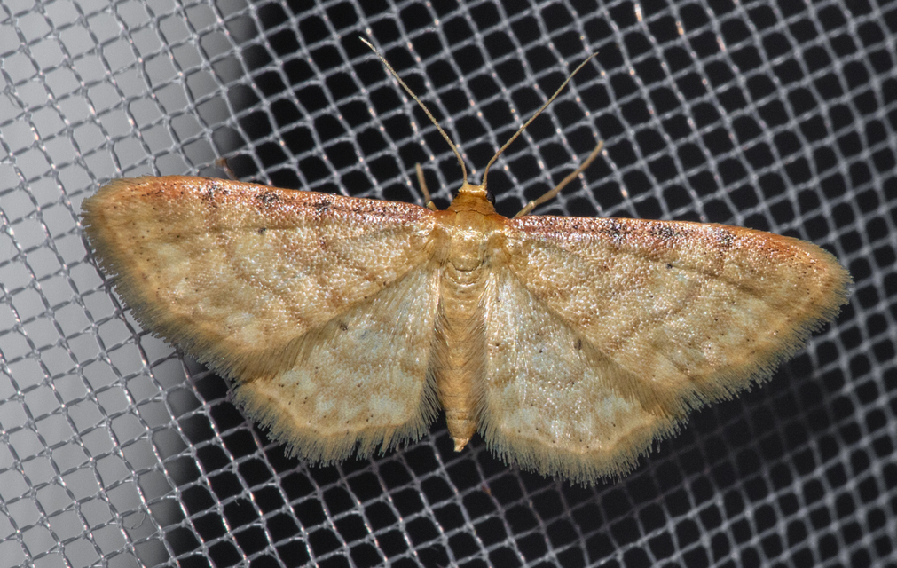 Idaea humiliata - vörösszélű apróaraszoló