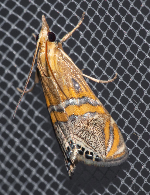 Euchromius bella - cifra mozaikmoly