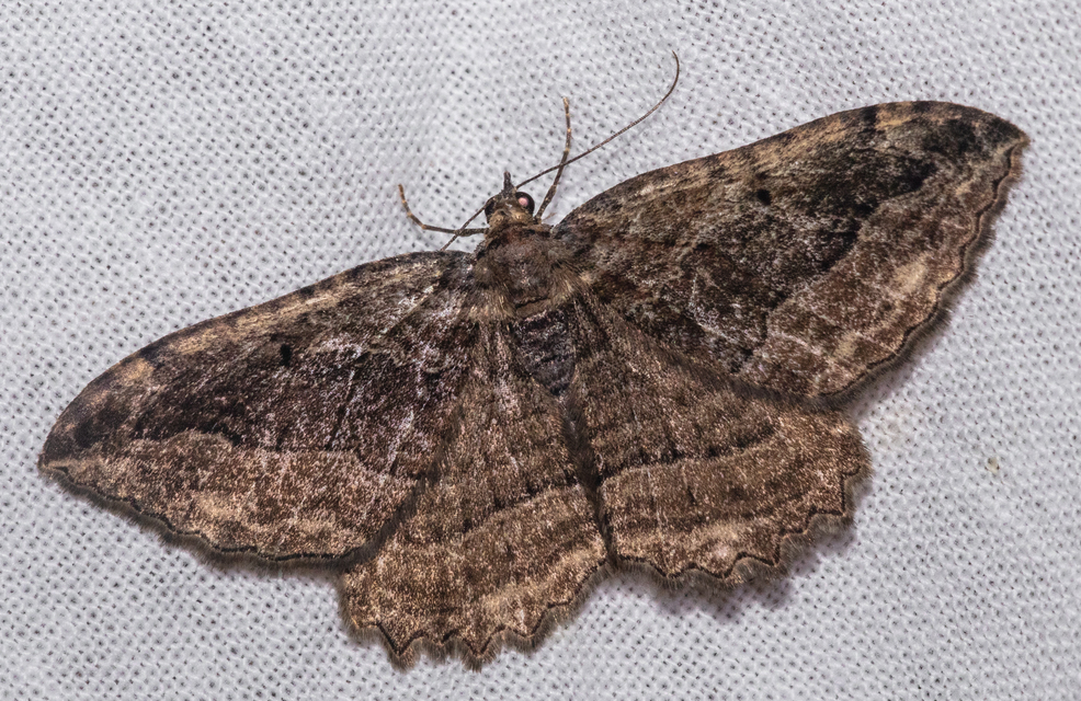 Philereme transversata - varjútövis-araszoló