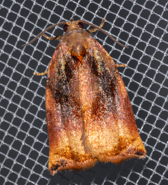 Archips podana - dudvarágó sodrómoly