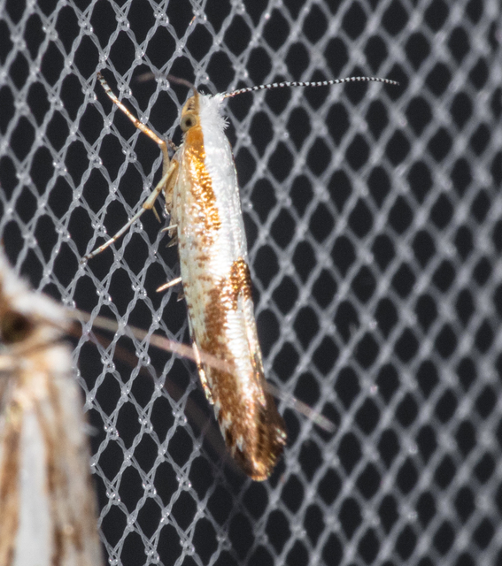Argyresthia