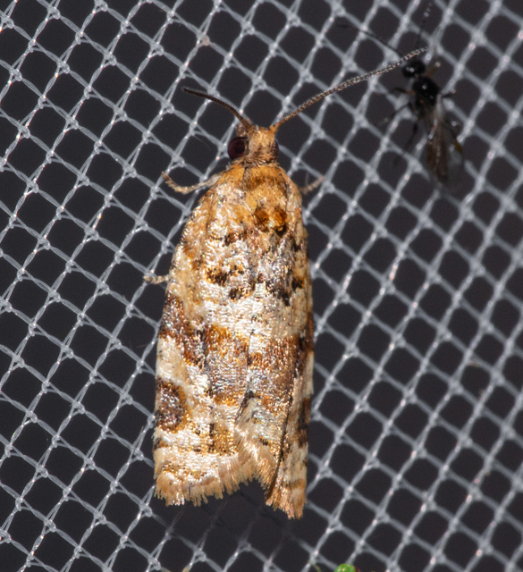 Argyrotaenia ljungiana - ékes sodrómoly