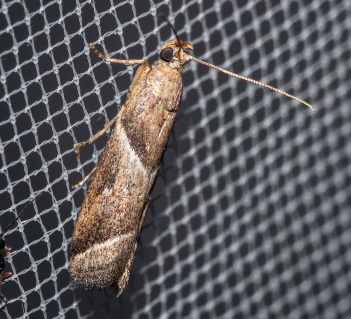 Nyctegretis lineana - agátszínű karcsúmoly