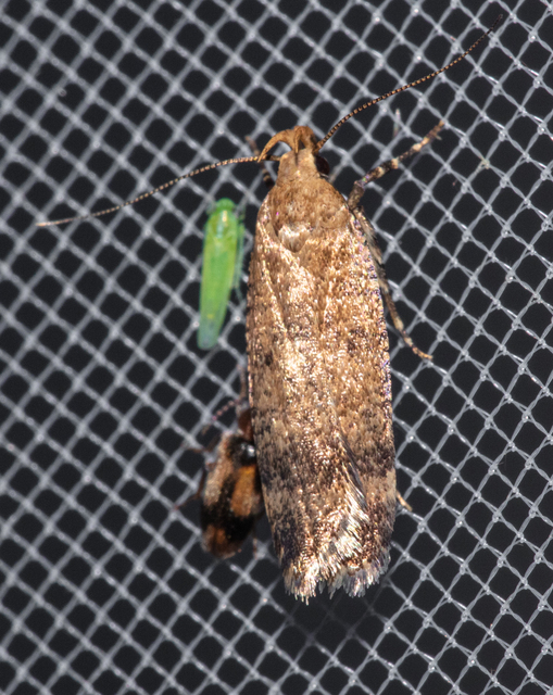 Pexicopia malvella - mályvalevél-sarlósmoly