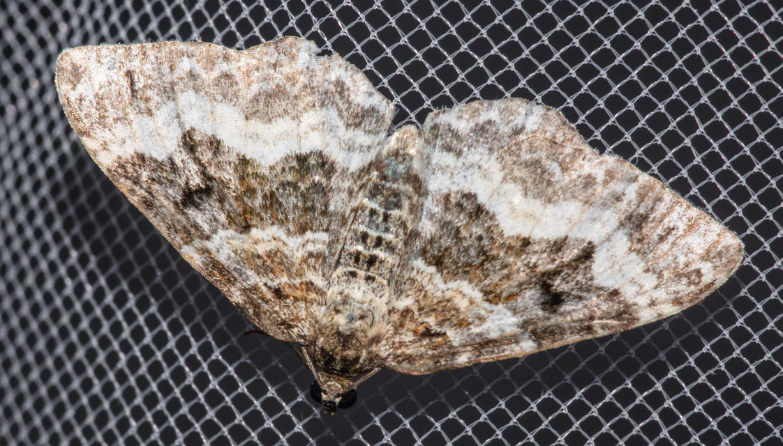 Epirrhoe alternata - galaj-tarkaaraszoló