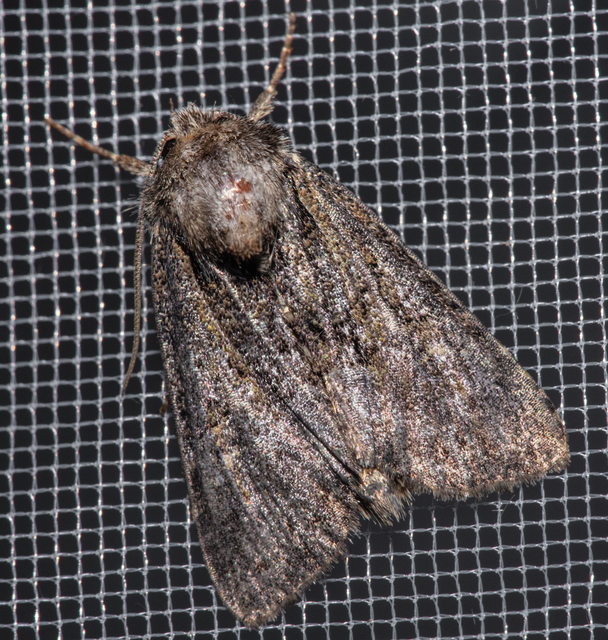 Oligia strigilis/latruncula/versicolor