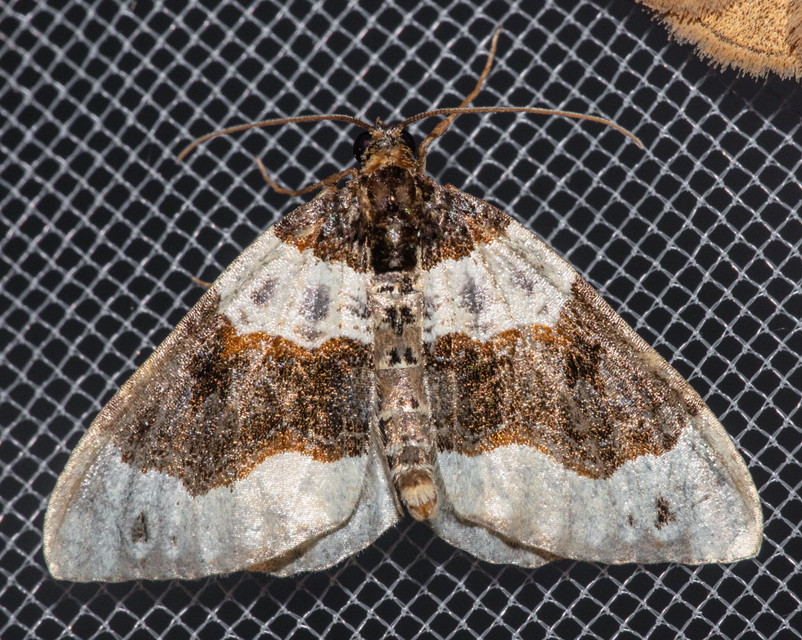 Cosmorhoe ocellata - szemes galajaraszoló