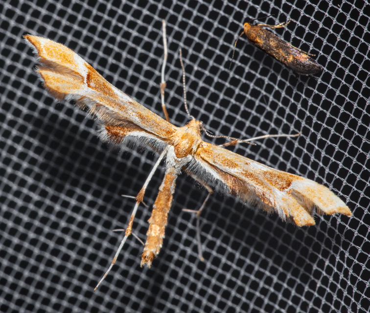 Cnaemidophorus rhododactyla - rózsabogyó-tollasmoly
