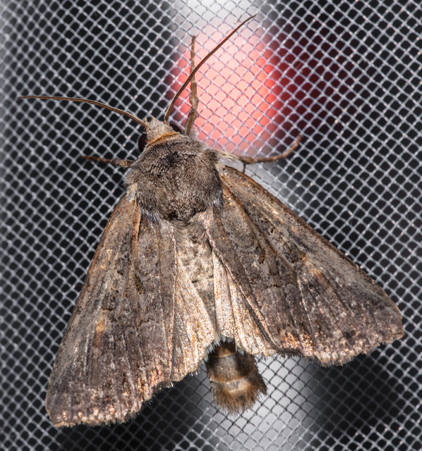 Lacanobia amurensis - homoki kertibagoly