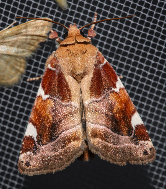 Cosmia diffinis - szilfa-lombbagoly