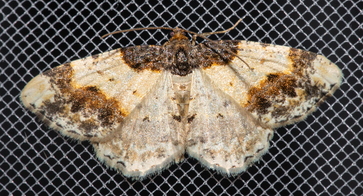 Ligdia adustata - barna levélaraszoló