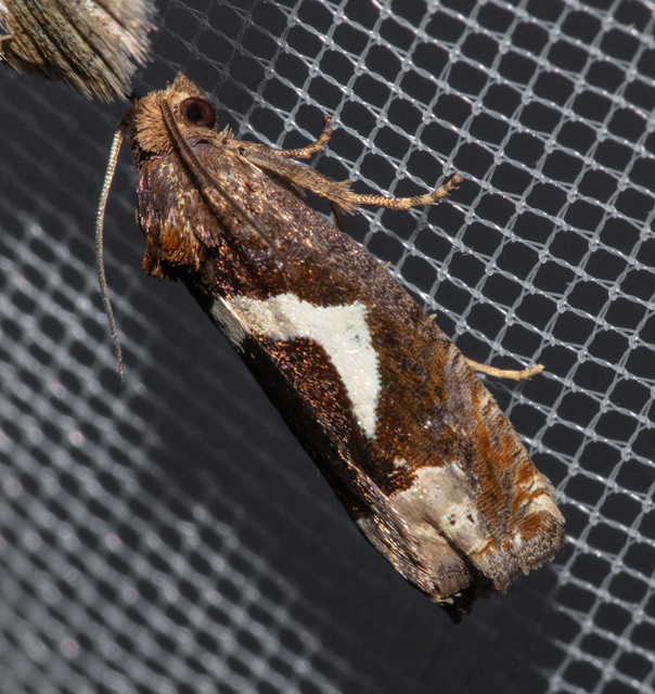 Epiblema foenella - kampósfoltú tükrösmoly
