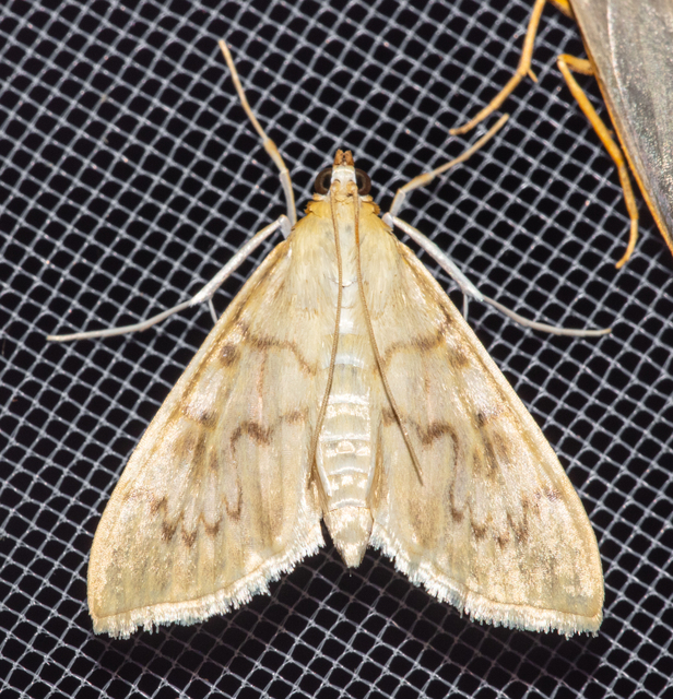 Patania ruralis - csalánevő tűzmoly
