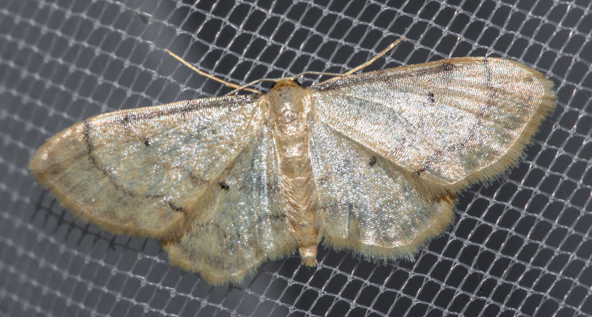 Idaea politaria - vonalas apróaraszoló