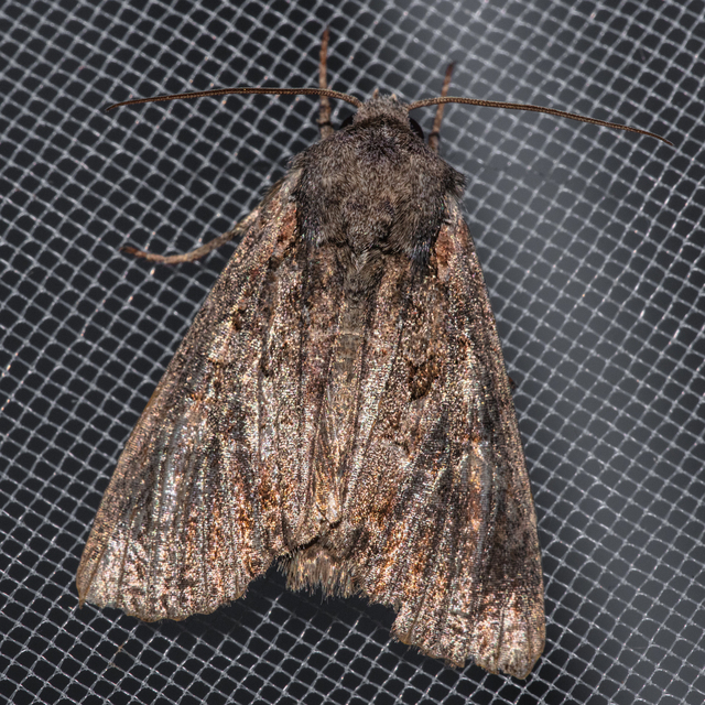 Lacanobia amurensis - homoki kertibagoly