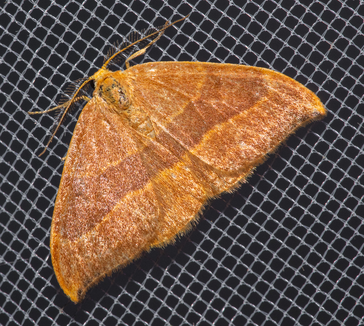 Watsonalla cultraria - bükkfa-sarlósszövő