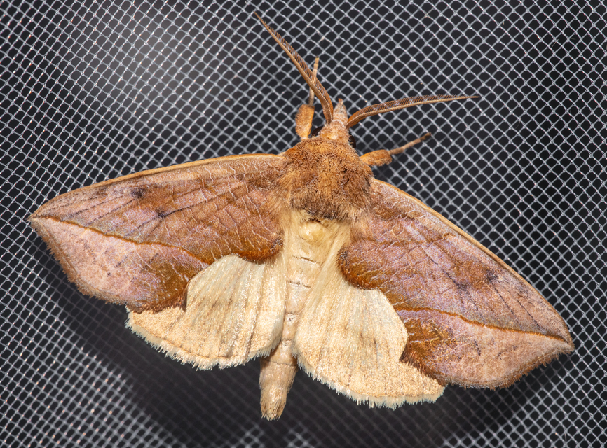 Calyptra thalictri - öblösszárnyú bagoly