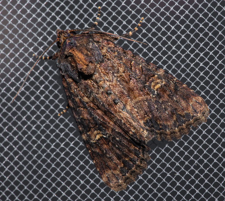 Mesapamea secalella/secalis