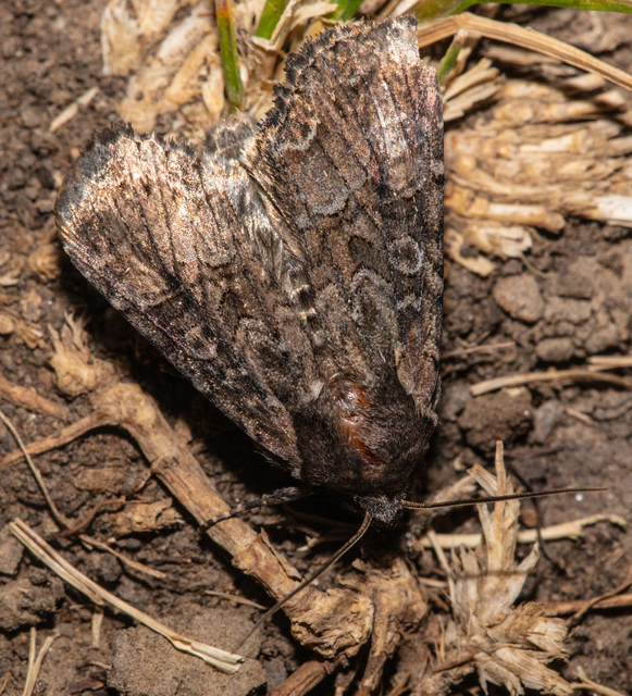 Oligia strigilis/latruncula/versicolor