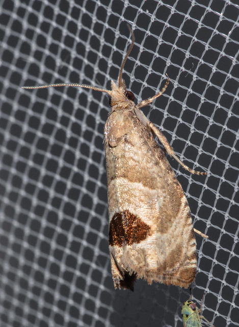 Notocelia uddmanniana - málnasodró tükrösmoly