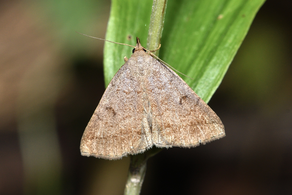 Zanclognatha lunalis - pelyheslábú karcsúbagoly