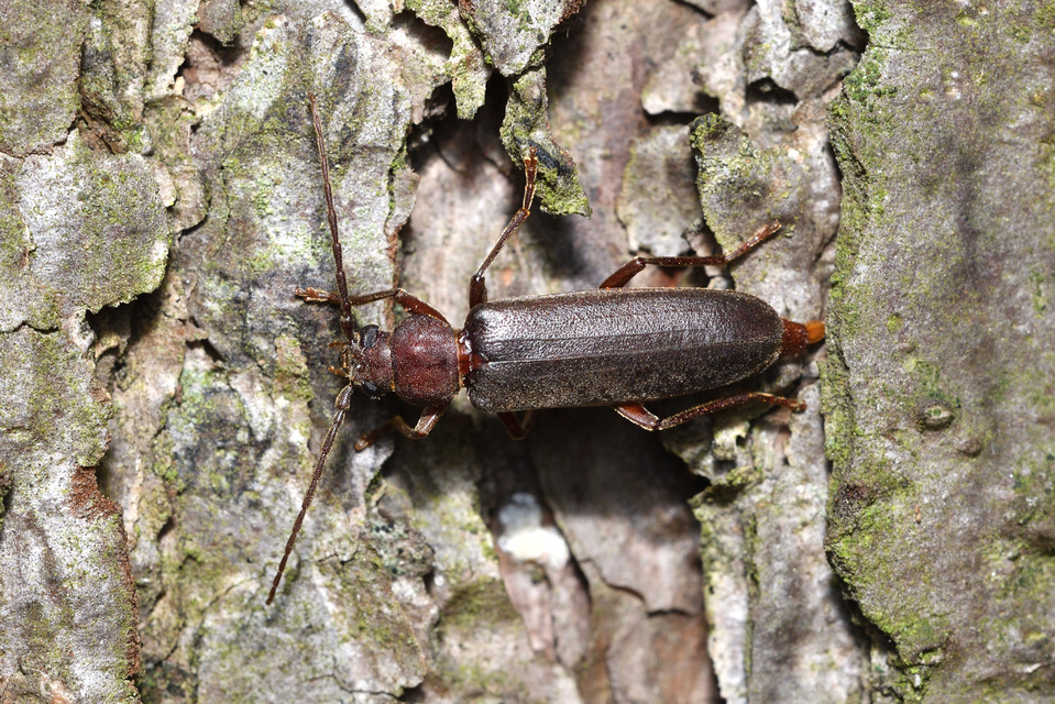 Arhopalus rusticus - gödrösnyakú cincér