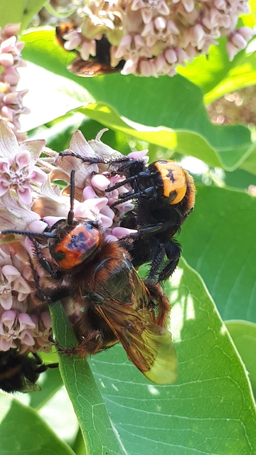 Megascolia maculata - óriás-tőrösdarázs