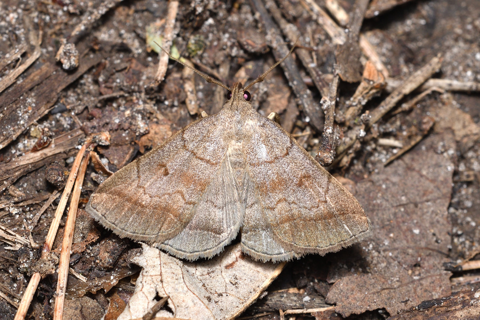 Zanclognatha lunalis - pelyheslábú karcsúbagoly