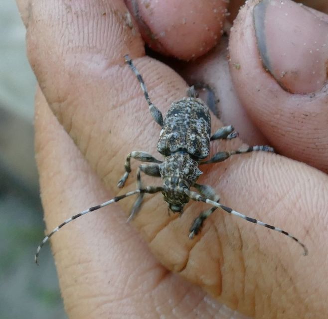 Aegomorphus clavipes - tarka cincér Aegomorphus clavipes - tarka cincér